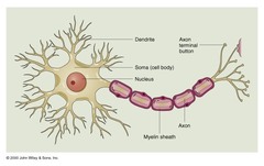 AP Psychology: Brain Anatomy