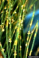 FOR 424 Rust Diseases