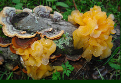 Jelly Fungi and Rusts