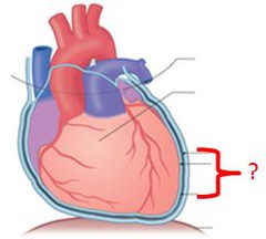 AP II: Heart Anatomy