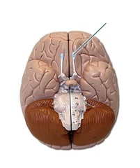 MCAT - Biology 2 - Nervous System