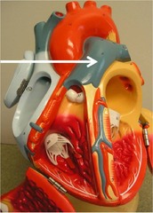 AP2 Heart Anatomy