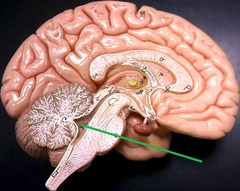 AP brain anatomy