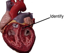 AP 2: Cardiovascular anatomy (pt 1: heart anatomy)