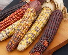 AP US History Review- New