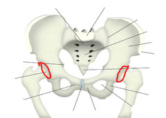 PRACTICUM 1- OS COXAE