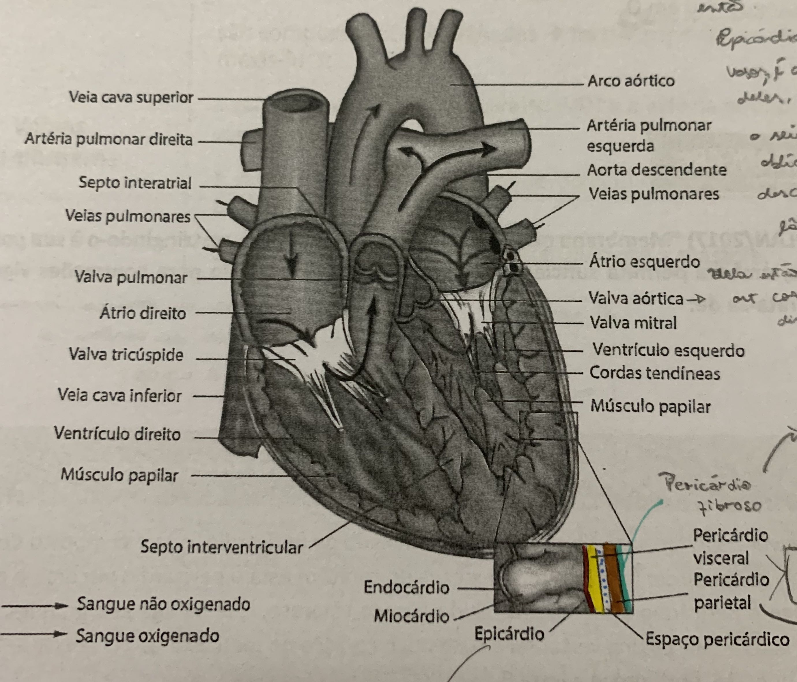 Cardiologia 