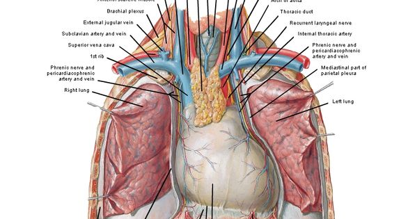 Anatomy of the thorax (serbian)