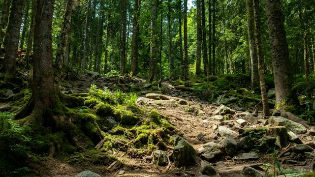 Les paysages sonores&nbsp;: un patrimoine naturel méconnu