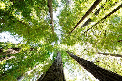 Do you weponize Truth? Or, do you use it as a guide to build bridges with loving-kindness?