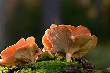 The Importance of Nature and New Directions