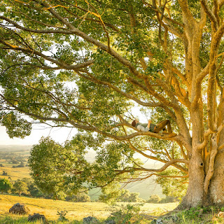 The Quiet Revolution Within - When Good Intentions Meet a World That Isn’t Listening