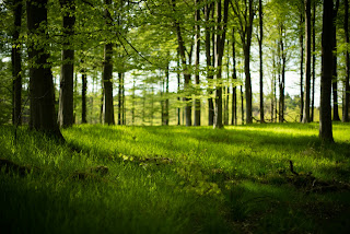 The Quiet Strength of Humility