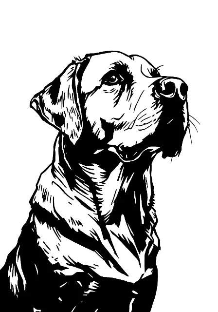 Black and White Line Art of a Labrador Retriever