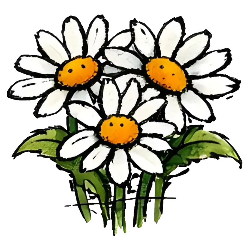 Hand-drawn Sketchy Watercolor Three Daisy Flowers Cheerful Clipart