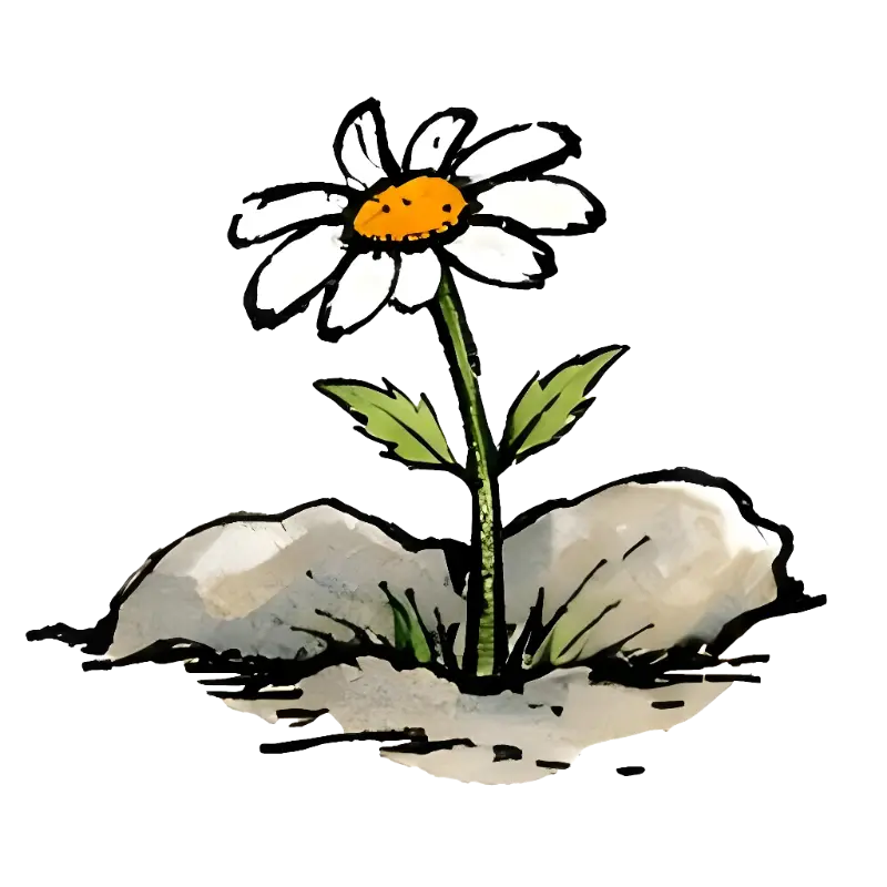 Hand-drawn Watercolor Daisy with Rocks Illustration for Nature Lovers