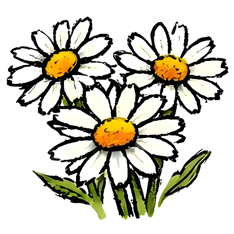 Watercolor Hand-drawn Three Daisies Cheerful Illustration