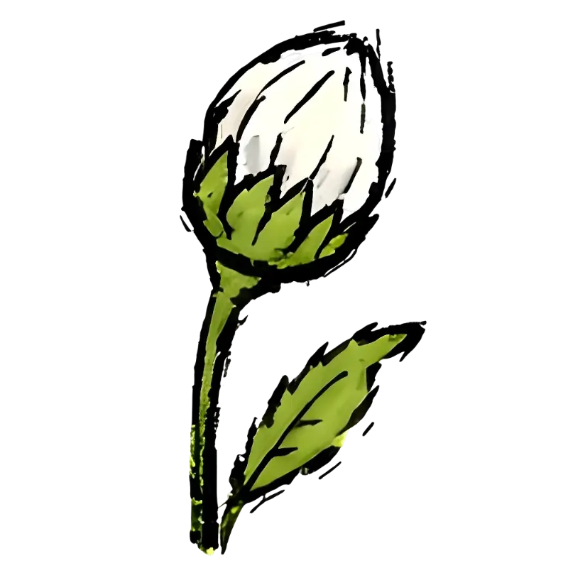 Hand-drawn Watercolor Flower Bud Illustration for Natural Brands