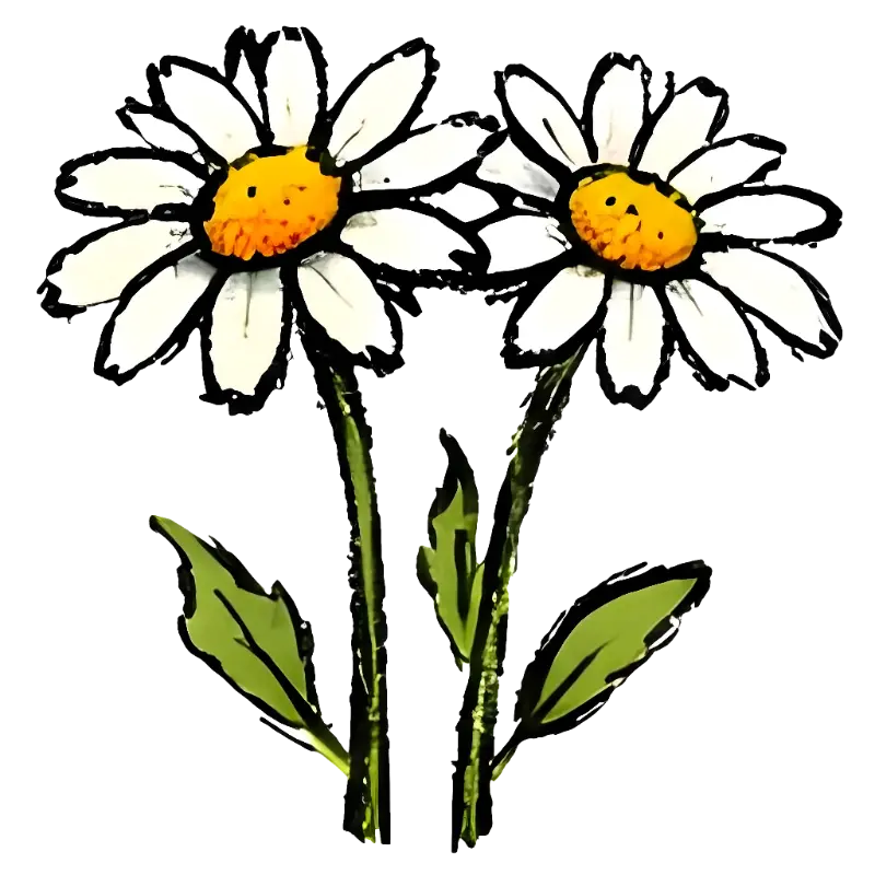 Hand-drawn Sketch Art Two Daisy Flowers Illustration