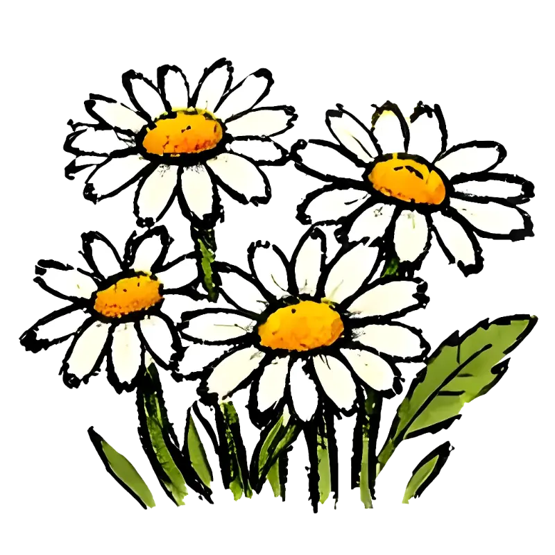 Hand-drawn Watercolor Daisies Illustration for Cheerful Designs