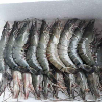 Udang tiger size 30