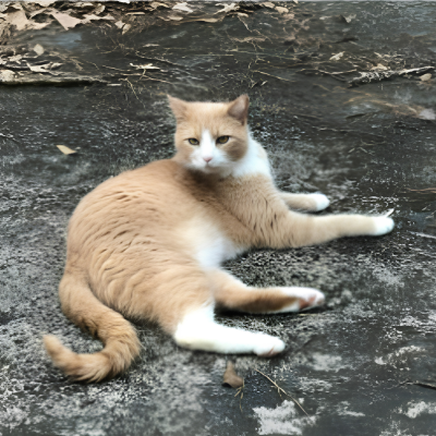 Cat outside lying on the ground