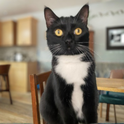 A surprised cat