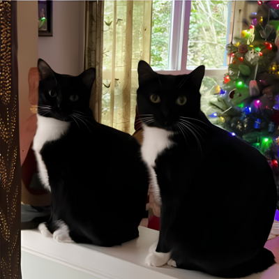 Two cats sitting in front of a holiday tree