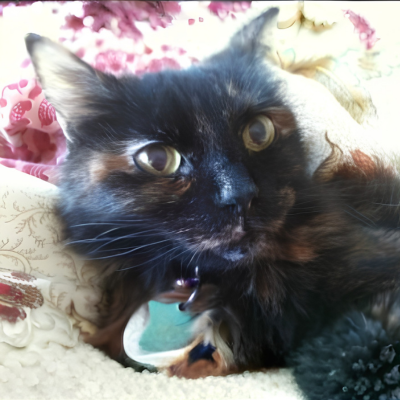 Black cat on a quilt