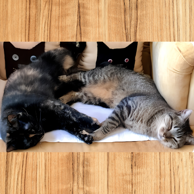 Two cats on a couch with two cat pillows