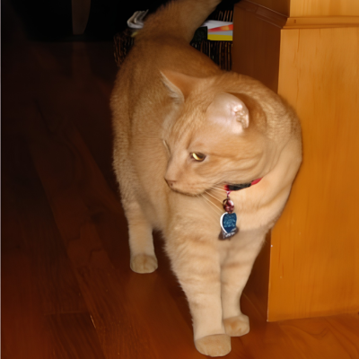 Cat looking to the side
