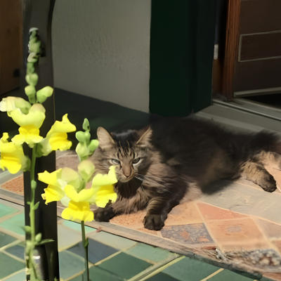 Cat on a sunny porch with yellow flowers