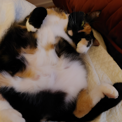 Cat curled up