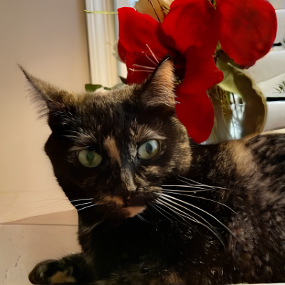 Cat looking at us with green eyes