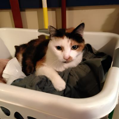 Cat in a laundry basket