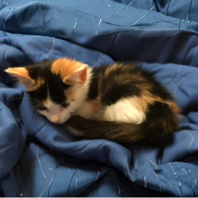 Small kitten on a blue spread