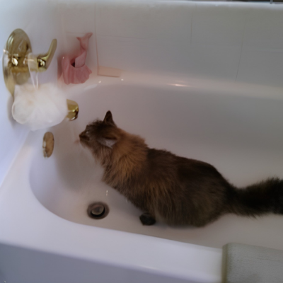Cat in a bathtub
