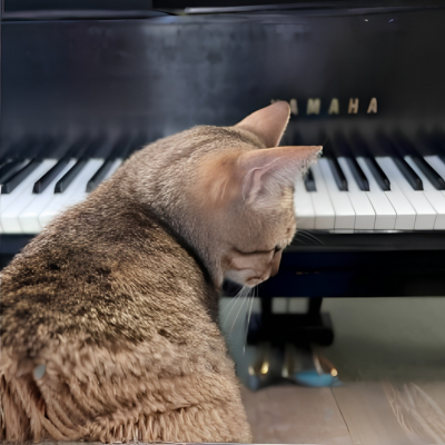 Cat in front of a piano