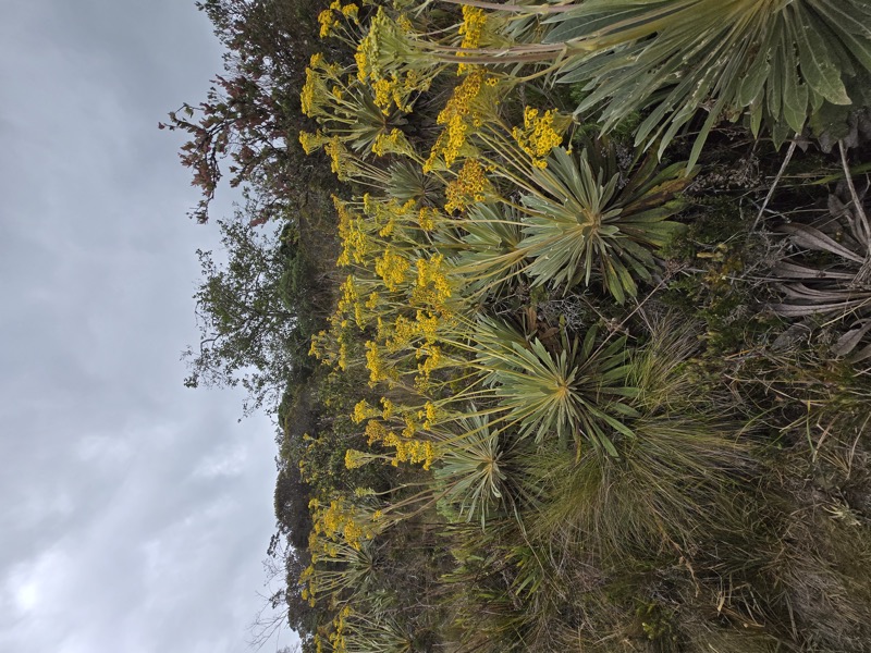 Frailejones (永叶菊属)