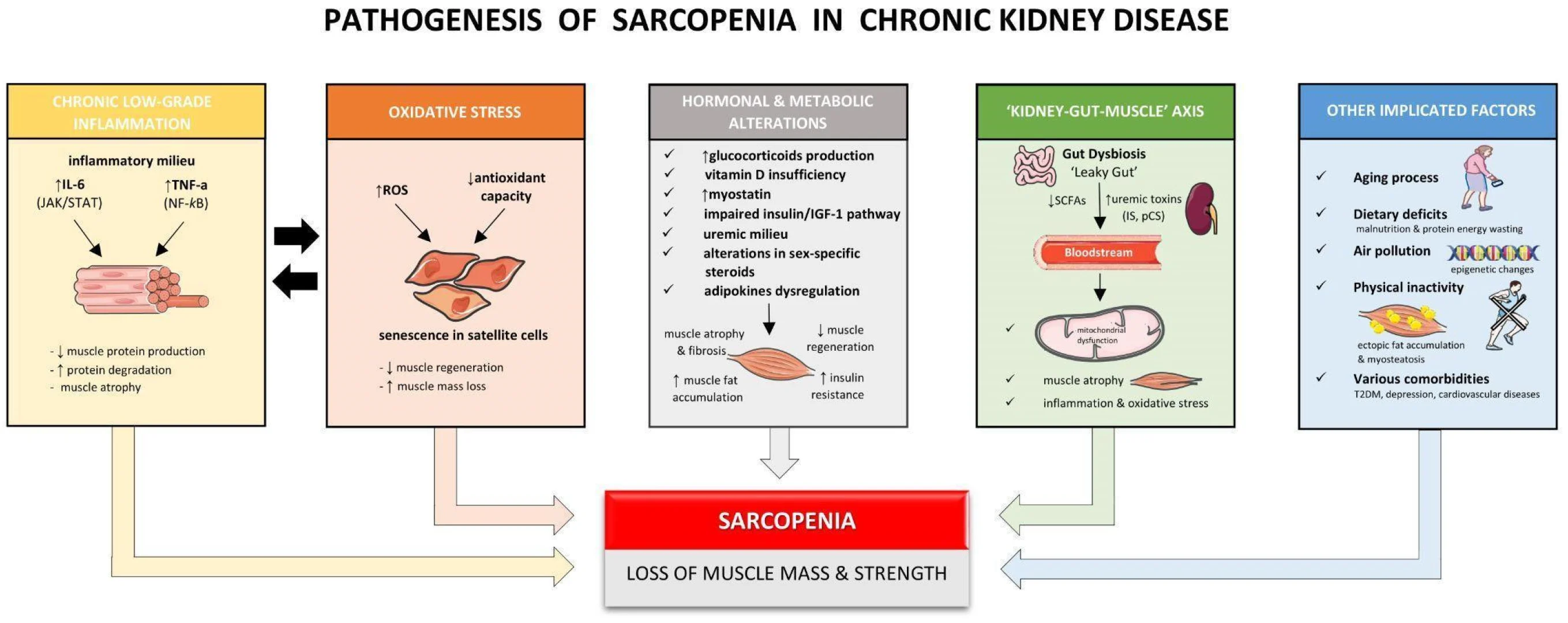 Por qué la pérdida muscular puede ser uno de los riesgos más ignorados en la enfermedad renal crónica