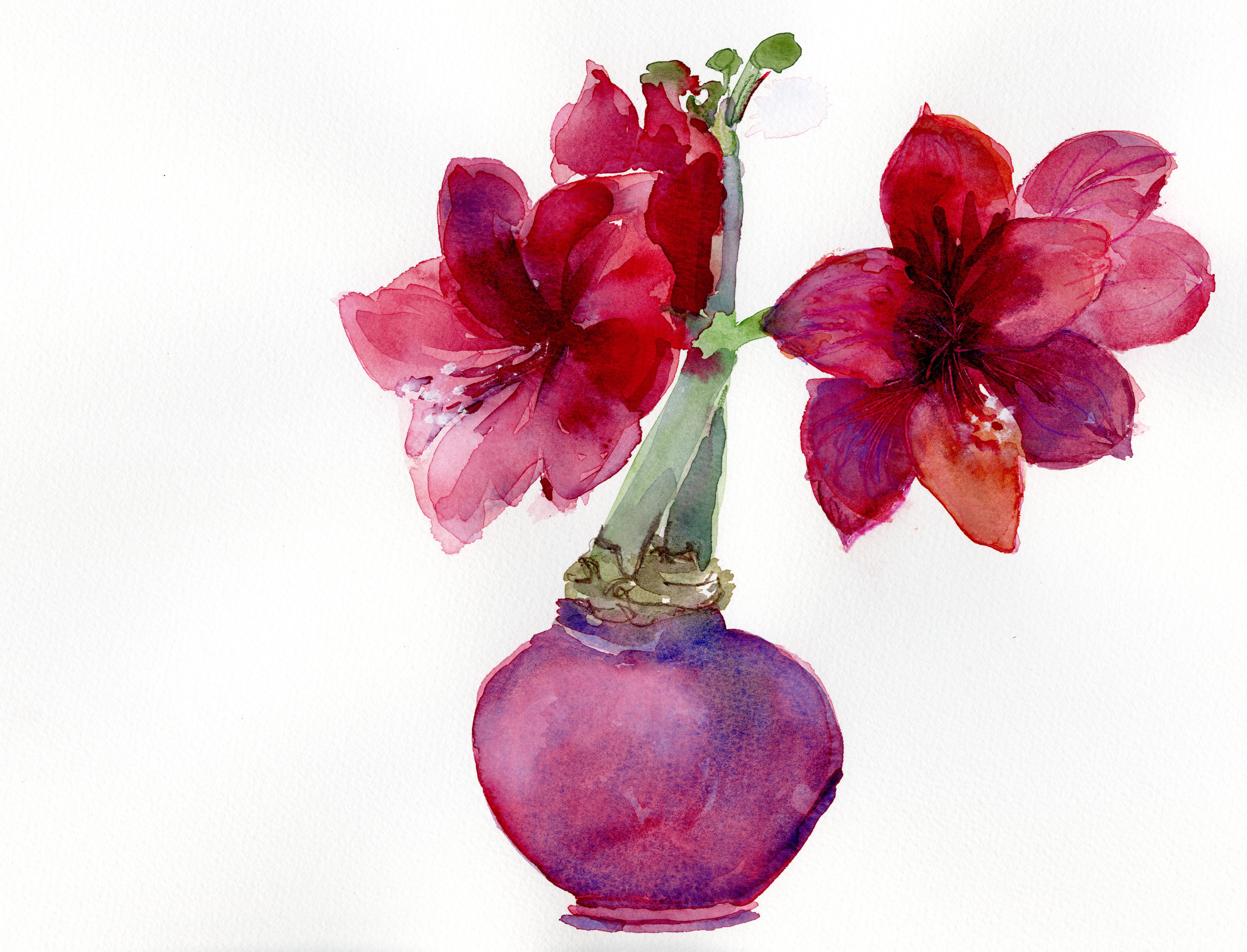 SL-Amaryllis.jpg