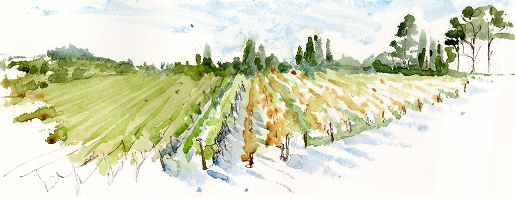 ilchiostrovineyard.jpg