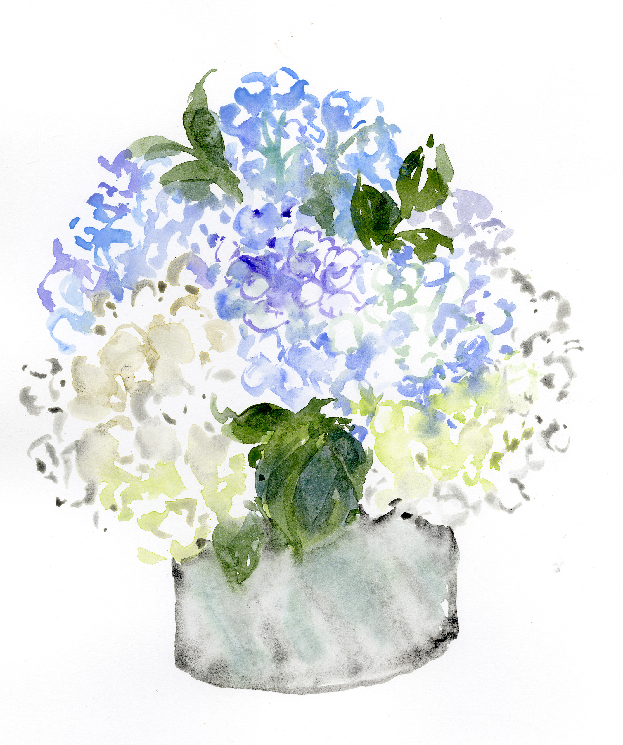 SL-Hydrangeas