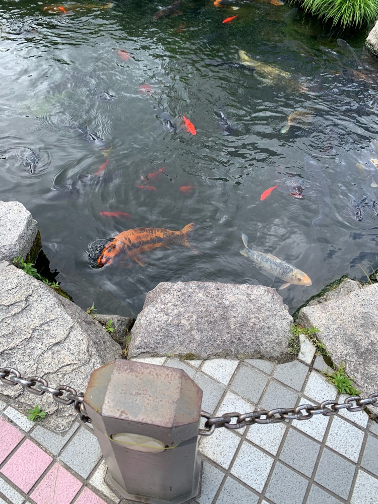 投稿された画像