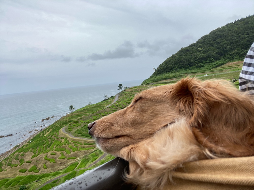 投稿された画像