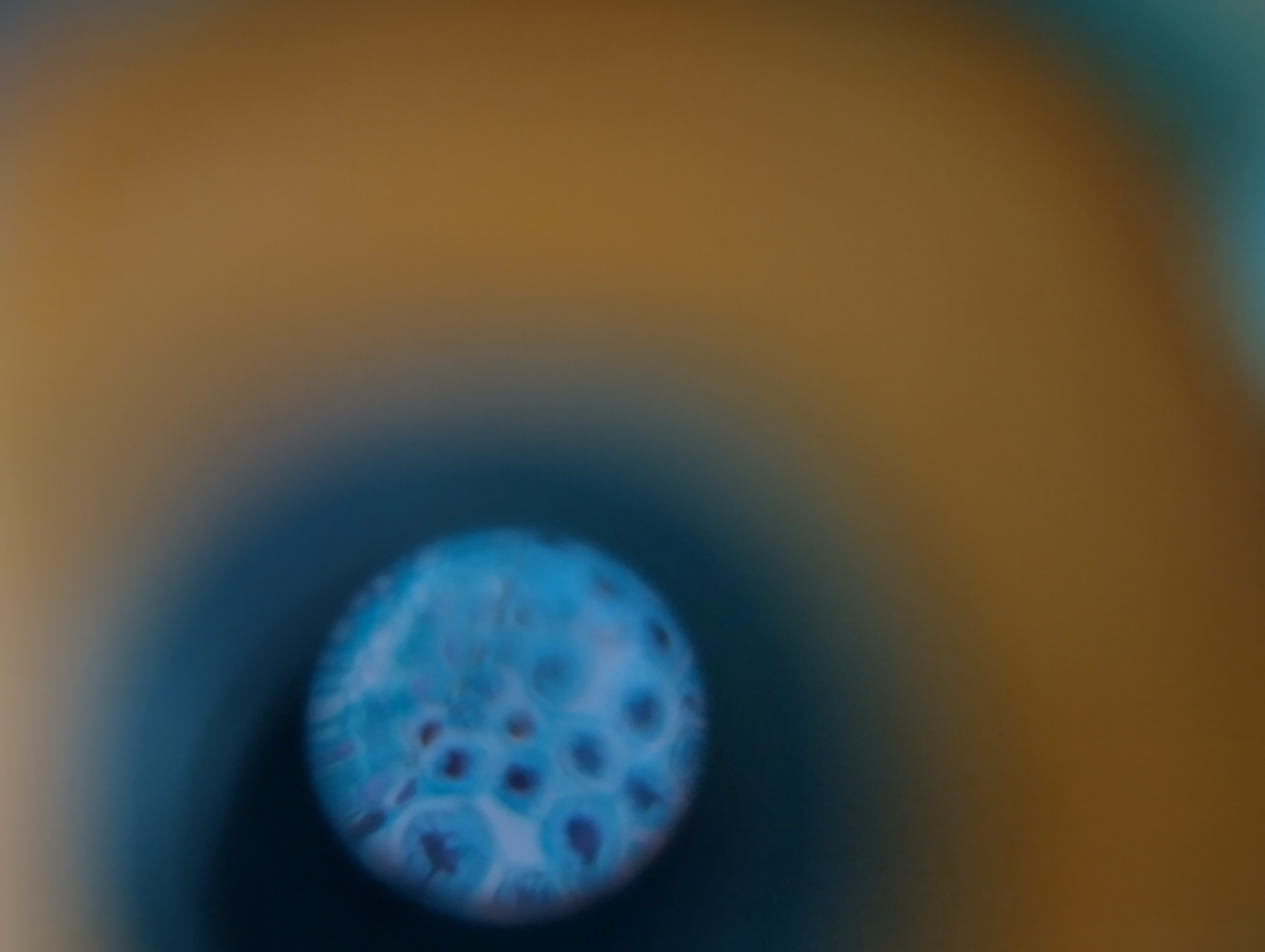 NaN%2F1000003871.jpg?alt=media&token=789aefbb-116f-4dca-b577-28cf00c1a489