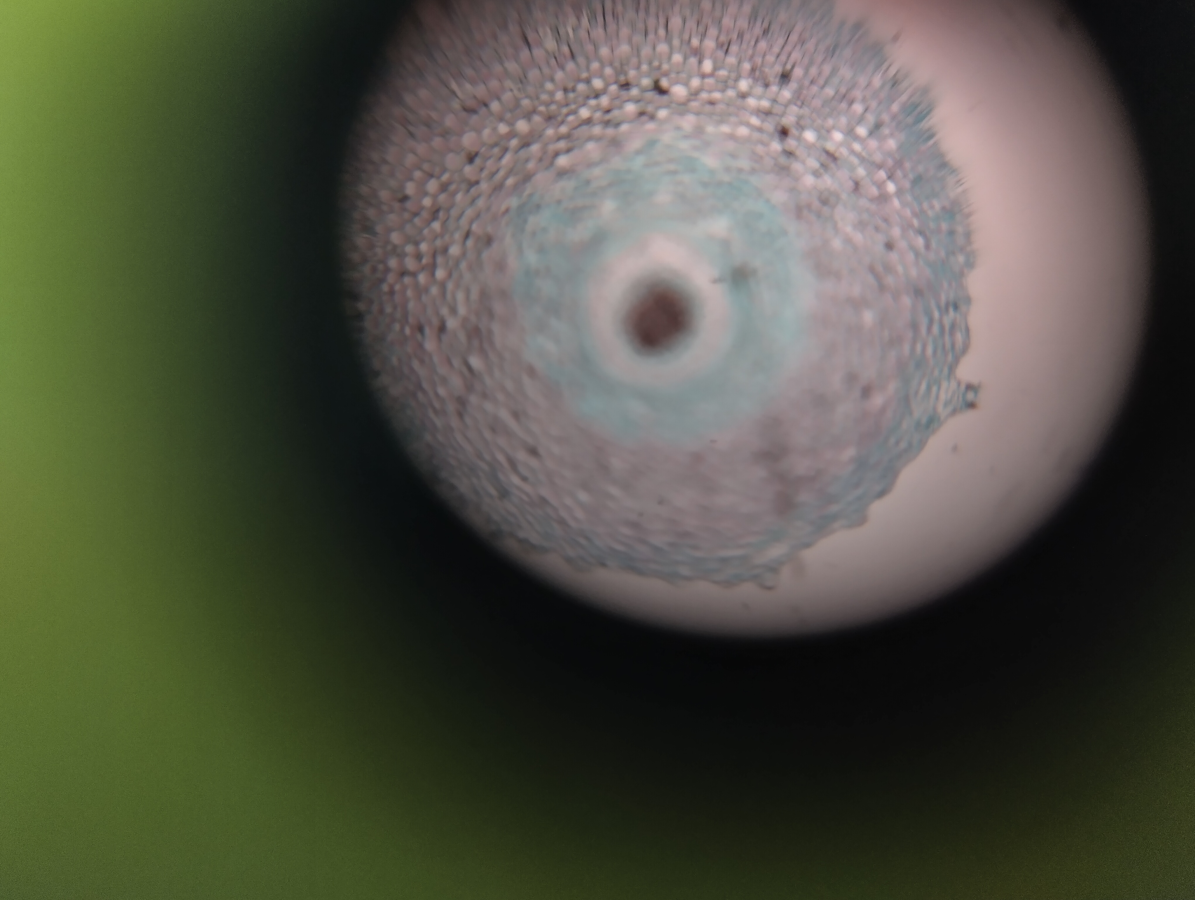 NaN%2F1000003873.jpg?alt=media&token=0df01ba7-73a8-4b64-908d-eb3c6dd20885