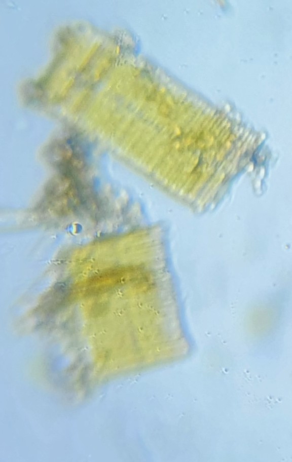 NaN%2F20221020_120405_2.jpg?alt=media&token=d3e9f33c-0b5f-4d85-8c27-0745a7c58f7f