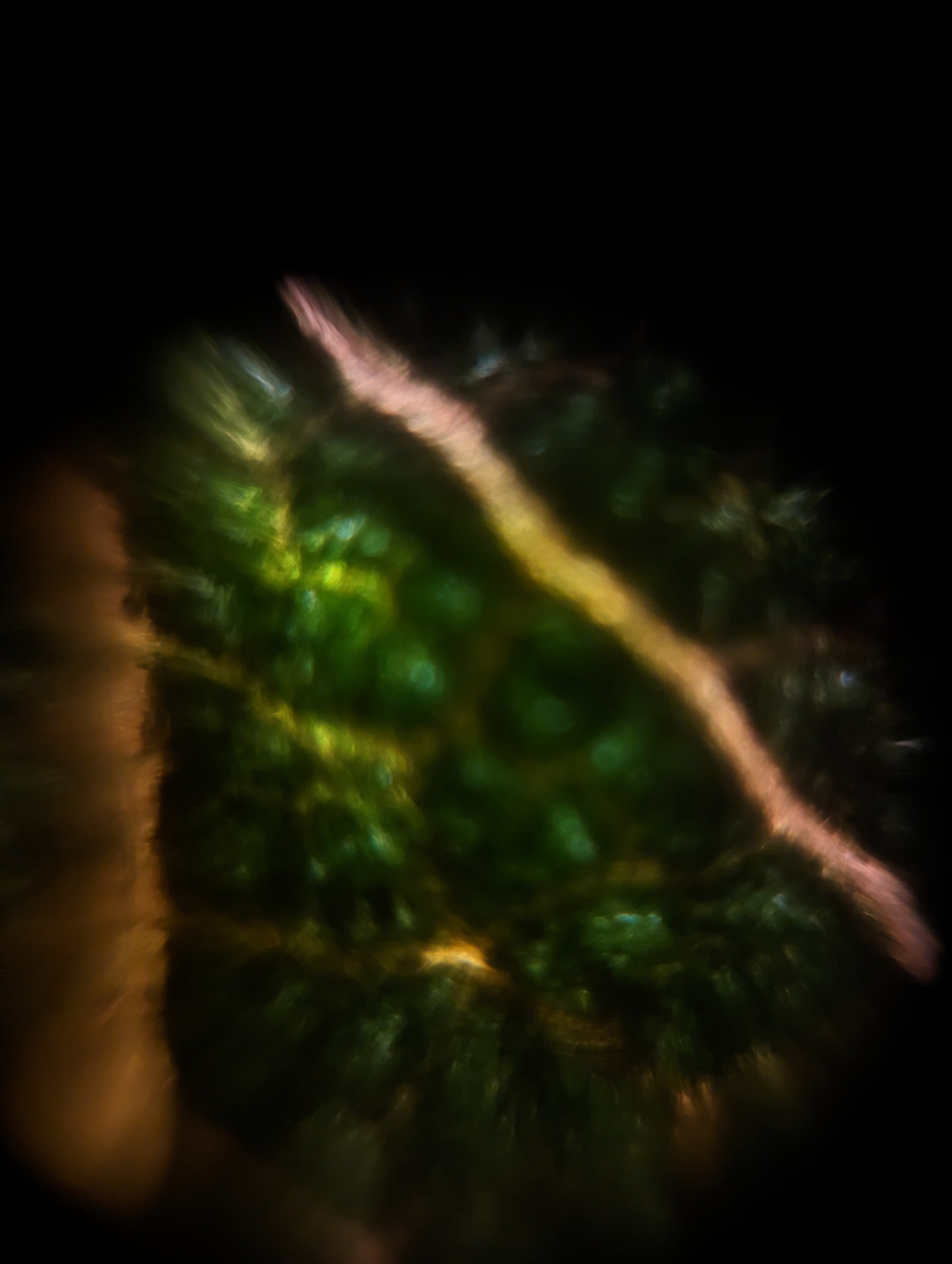 NaN%2FCharlotte's%20Leaf%20Under%20Foldscope%20.jpg?alt=media&token=076cca76-4c9a-4fec-acad-cebb509332c9