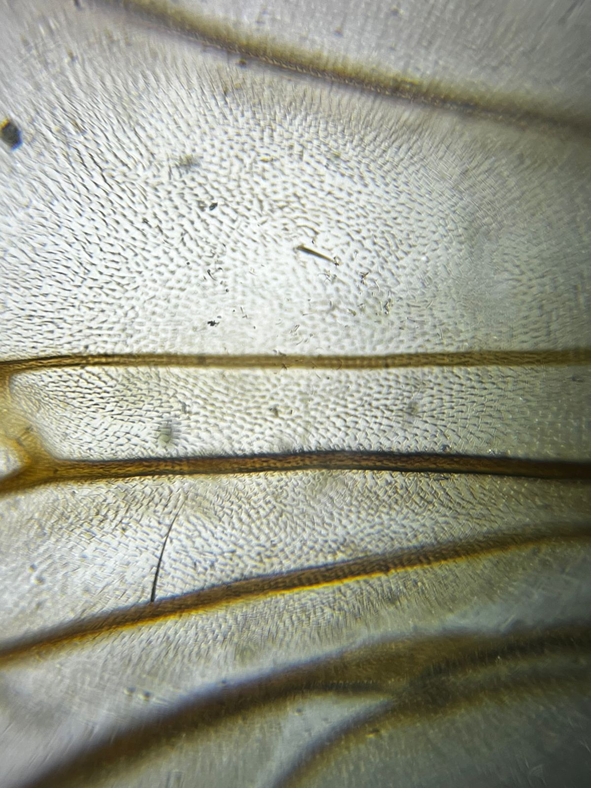 NaN%2FIMG-20240414-WA0016.jpg?alt=media&token=8e3e6920-7c50-4451-a8fd-ce18a3e85bfc